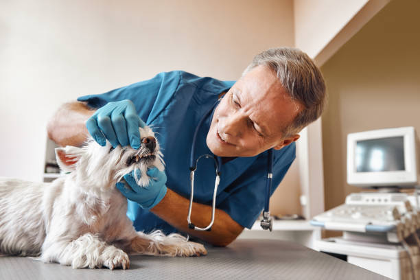 Best Mobile Emergency Dentist in Zebulon, NC